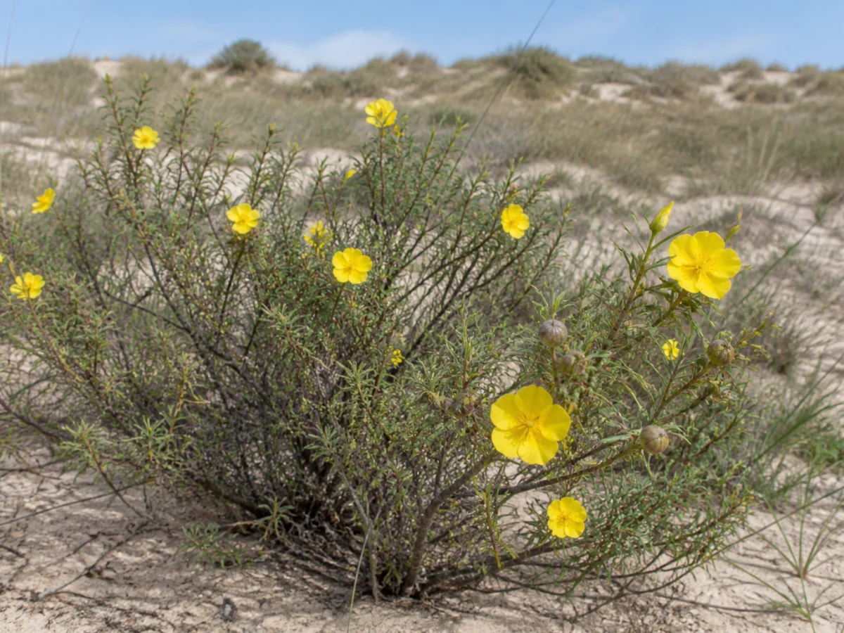 Prancha botânica complementar de Sargacinha-amarela (Halimium calycinum) com caracteres de identificação e ciclo de vida