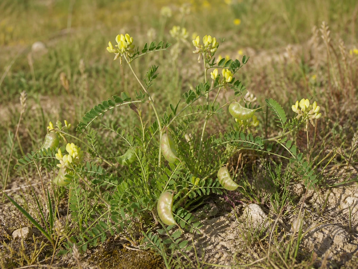 Prancha botânica complementar de Saveirinho (Astragalus cymbaecarpos) com caracteres de identificação e ciclo de vida