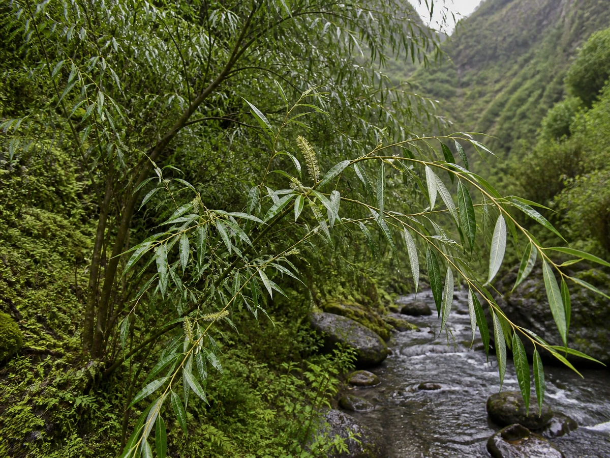 Prancha botânica complementar de Seixeiro (Salix canariensis) com caracteres de identificação e ciclo de vida