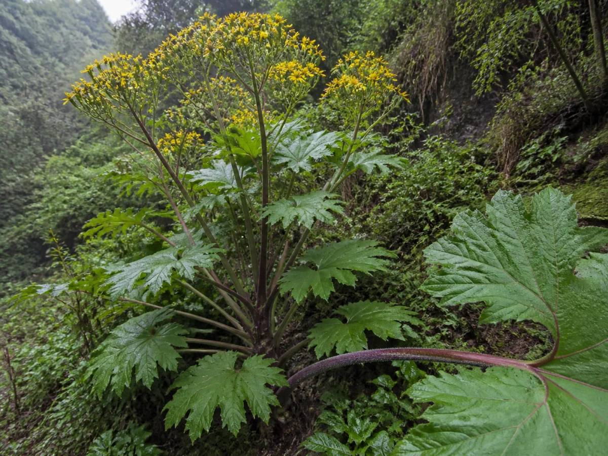 Prancha botânica complementar de Senecio petasites — não plantar na Madeira (Senecio petasites) com caracteres de identificação e ciclo de vida