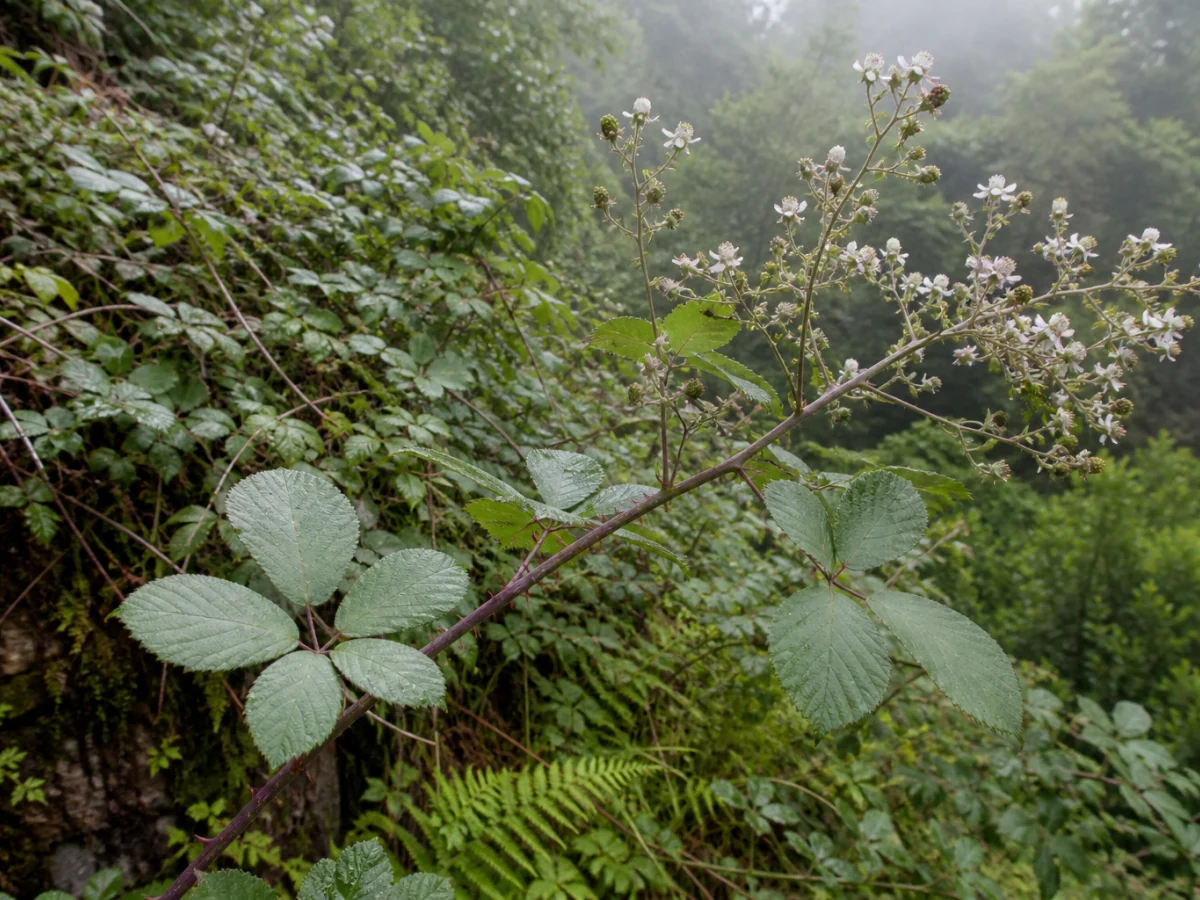 Prancha botânica complementar de Silva-de-Vahl (Rubus vahlii) com caracteres de identificação e ciclo de vida
