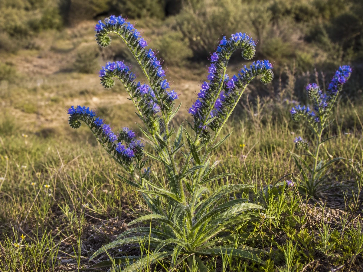 Prancha botânica complementar de Soagem-lusitana (Echium lusitanicum) com caracteres de identificação e ciclo de vida