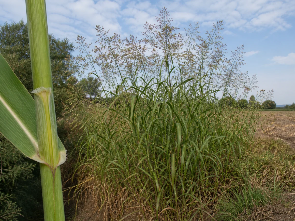 Prancha botânica complementar de Sorgo-bravo — não plantar (Sorghum halepense) com caracteres de identificação e ciclo de vida