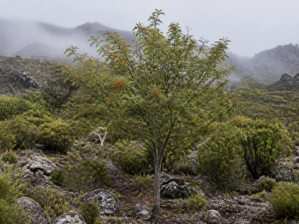 Prancha botânica complementar de Sorveira-da-Madeira (Sorbus maderensis) com caracteres de identificação e ciclo de vida