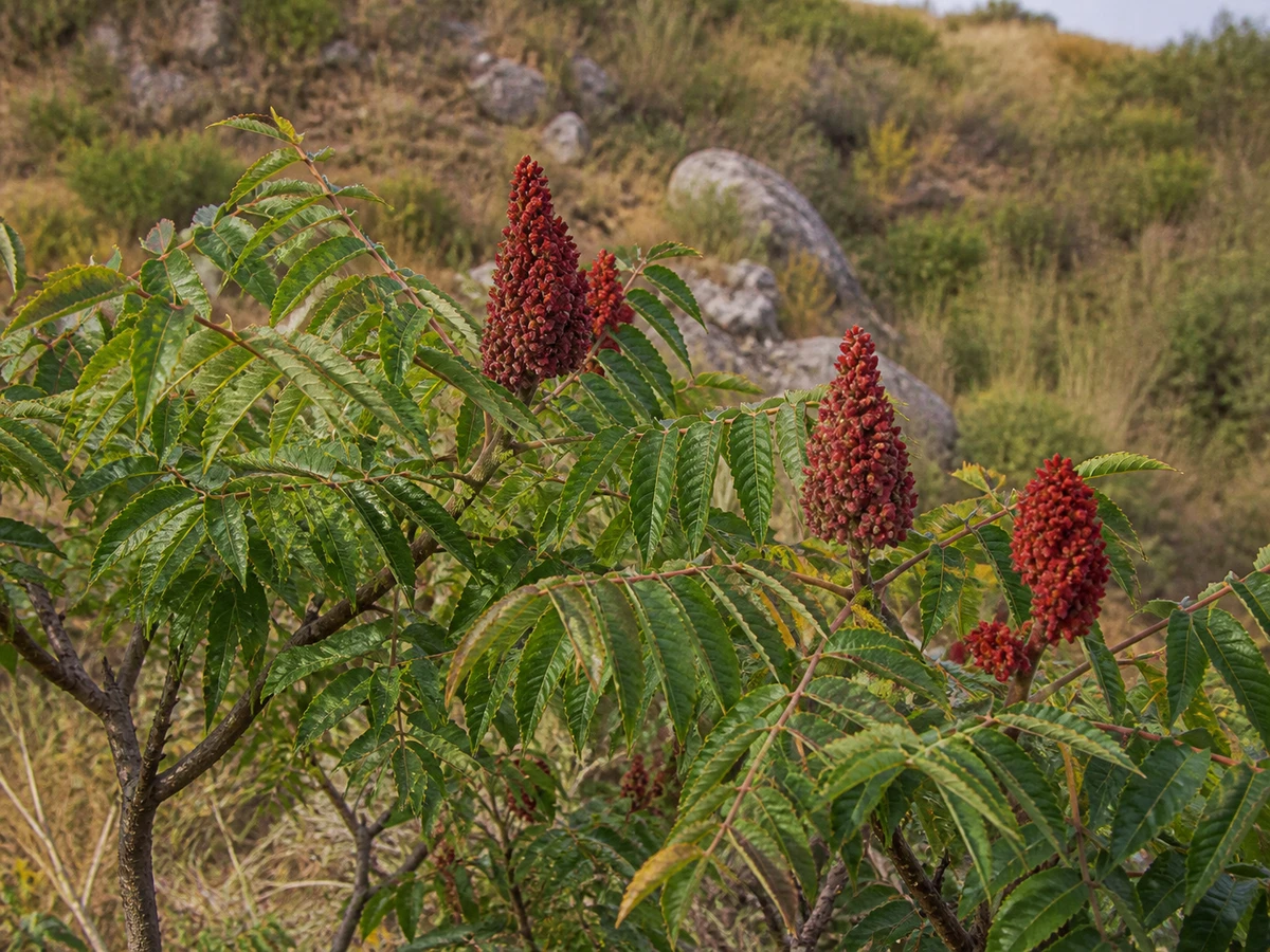 Prancha botânica complementar de Sumagre — não plantar na Madeira (Rhus coriaria) com caracteres de identificação e ciclo de vida