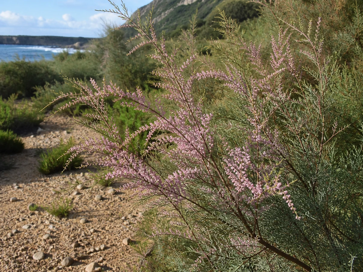 Prancha botânica complementar de Tamarix gallica — intervenção condicionada na Madeira (Tamarix gallica) com caracteres de identificação e ciclo de vida