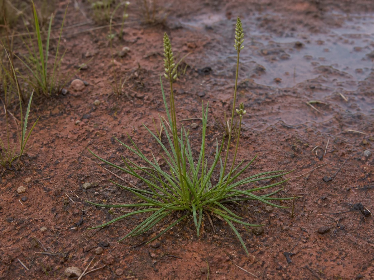 Prancha botânica complementar de Tanchagem-do-Algarve (Plantago algarbiensis) com caracteres de identificação e ciclo de vida