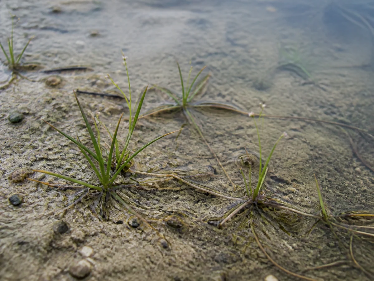 Prancha botânica complementar de Tanchagem-dos-charcos (Littorella uniflora) com caracteres de identificação e ciclo de vida