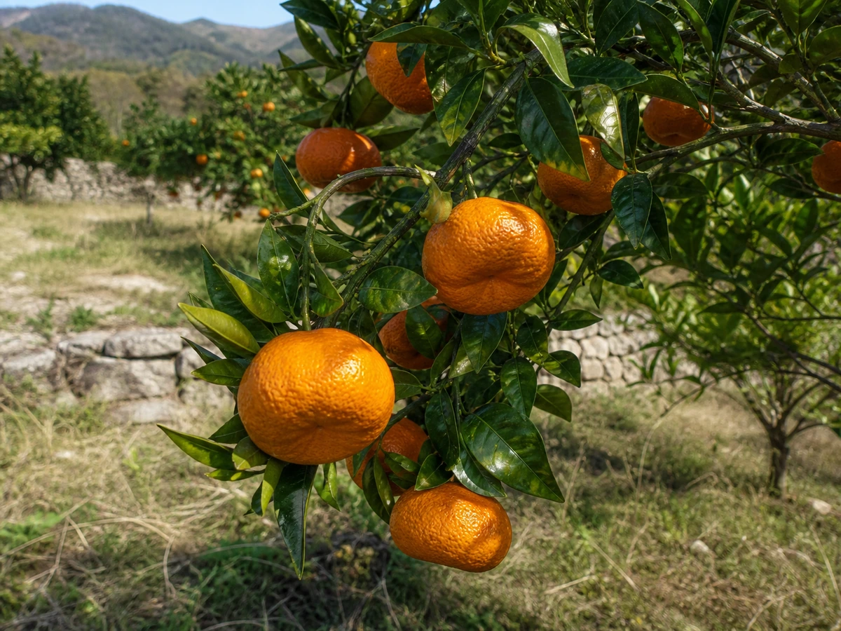 Prancha botânica complementar de Tangereira ‘Carvalhais’ (Citrus reticulata Blanco × Citrus paradisi Macfad. ‘Carvalhais’) com caracteres de identificação e ciclo de vida