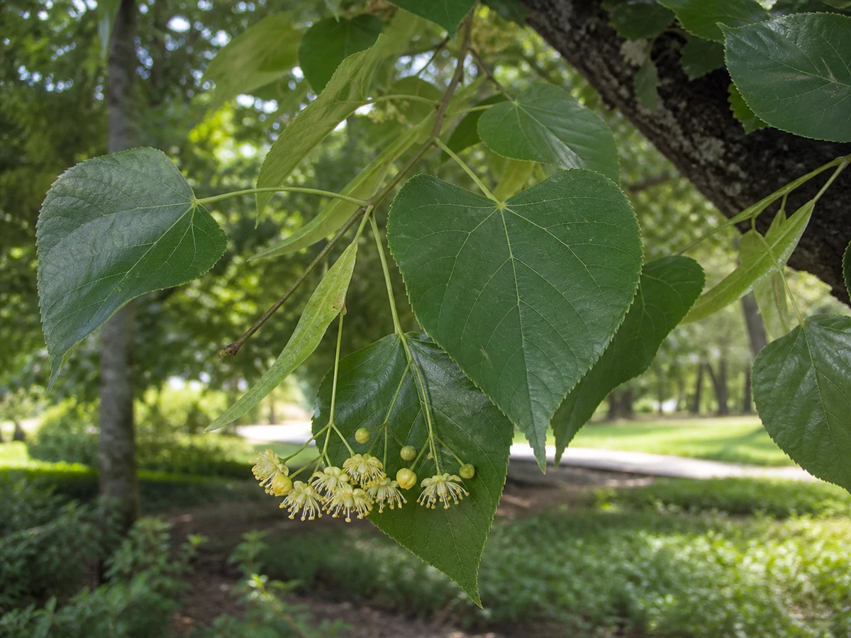 Prancha botânica complementar de Tília-de-folhas-pequenas (Tilia cordata) com caracteres de identificação e ciclo de vida