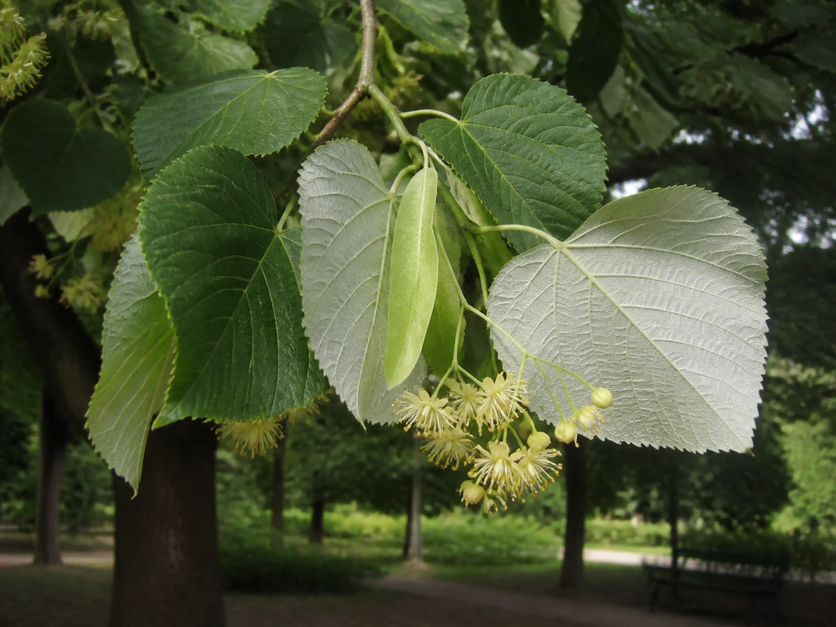 Prancha botânica complementar de Tília-prateada (Tilia tomentosa) com caracteres de identificação e ciclo de vida
