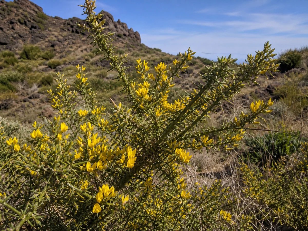 Prancha botânica complementar de Tojo-sovelão (Genista hirsuta subsp. hirsuta) com caracteres de identificação e ciclo de vida
