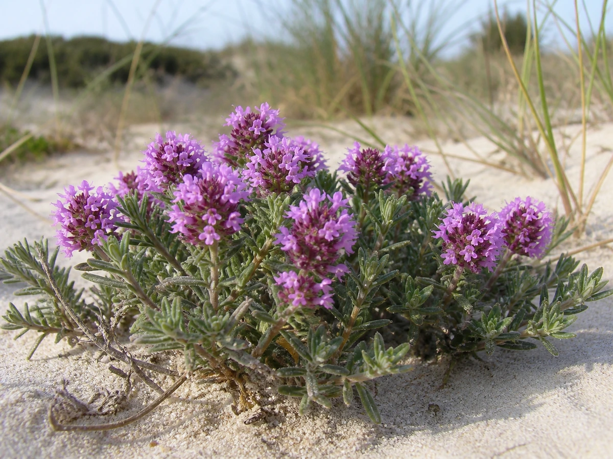 Prancha botânica complementar de Tomilho-das-praias (Thymus carnosus) com caracteres de identificação e ciclo de vida