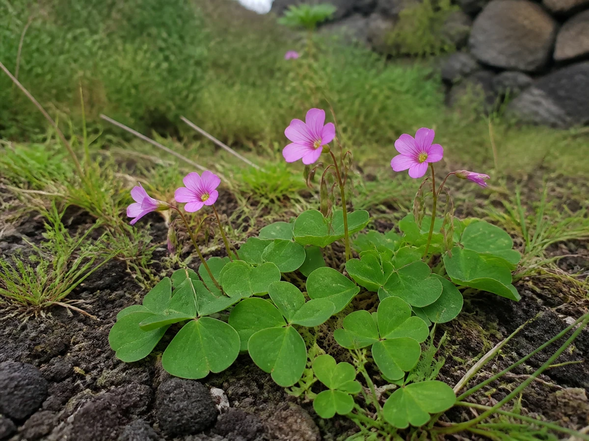 Prancha botânica complementar de Trevo-azedo-rosa — não plantar (Oxalis purpurea) com caracteres de identificação e ciclo de vida