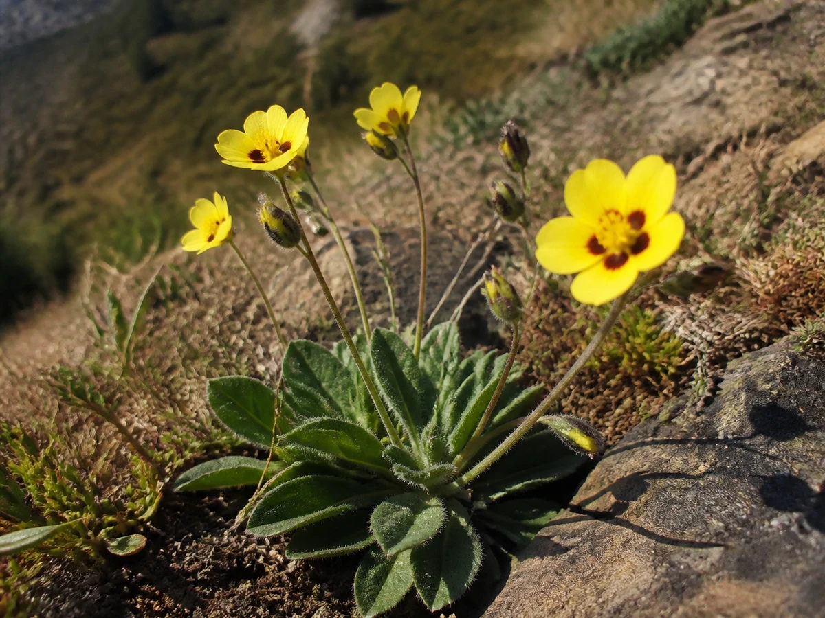 Prancha botânica complementar de Tuberária-maior (Tuberaria major) com caracteres de identificação e ciclo de vida