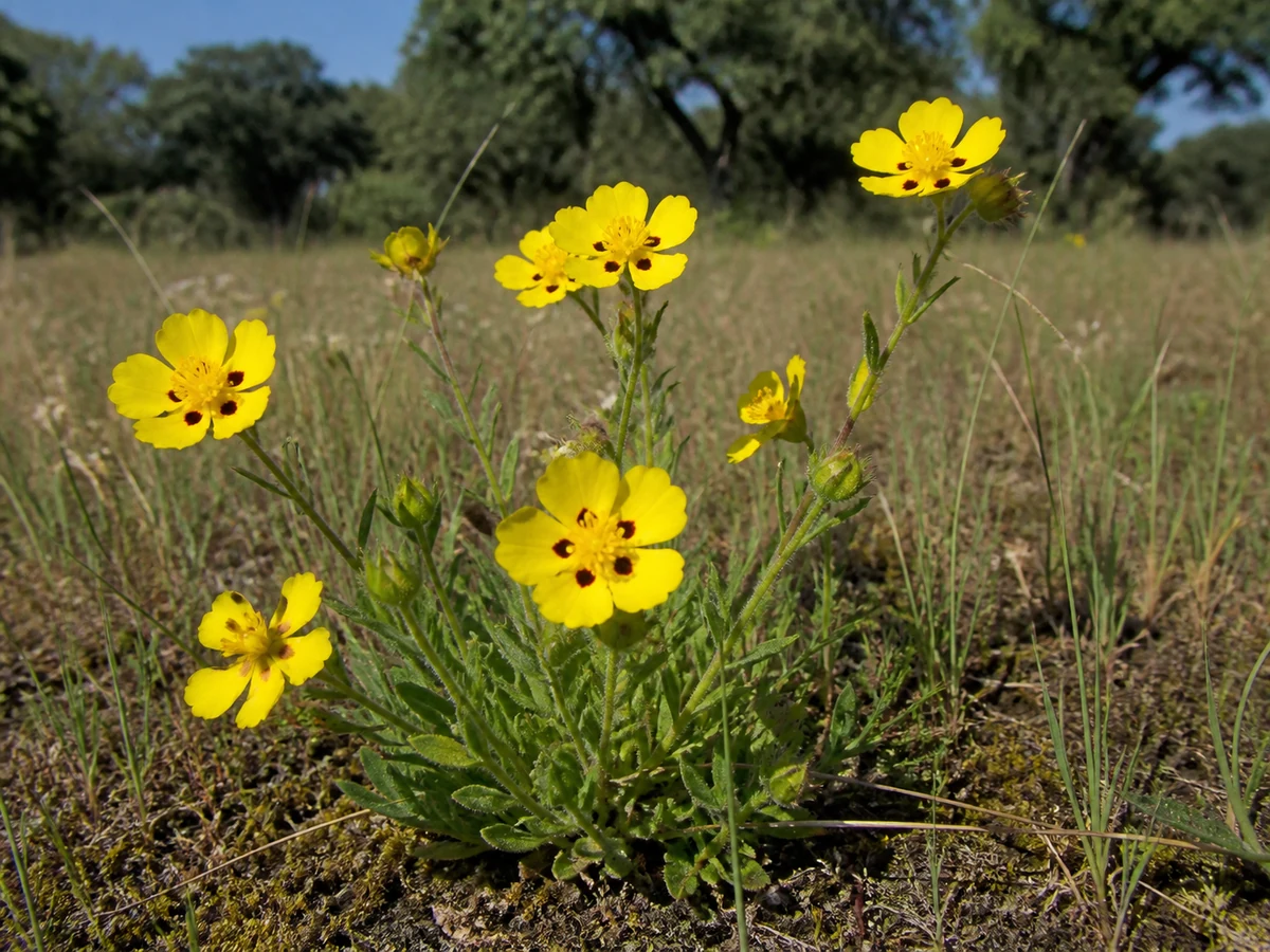 Prancha botânica complementar de Tuberária-malhada (Tuberaria guttata) com caracteres de identificação e ciclo de vida