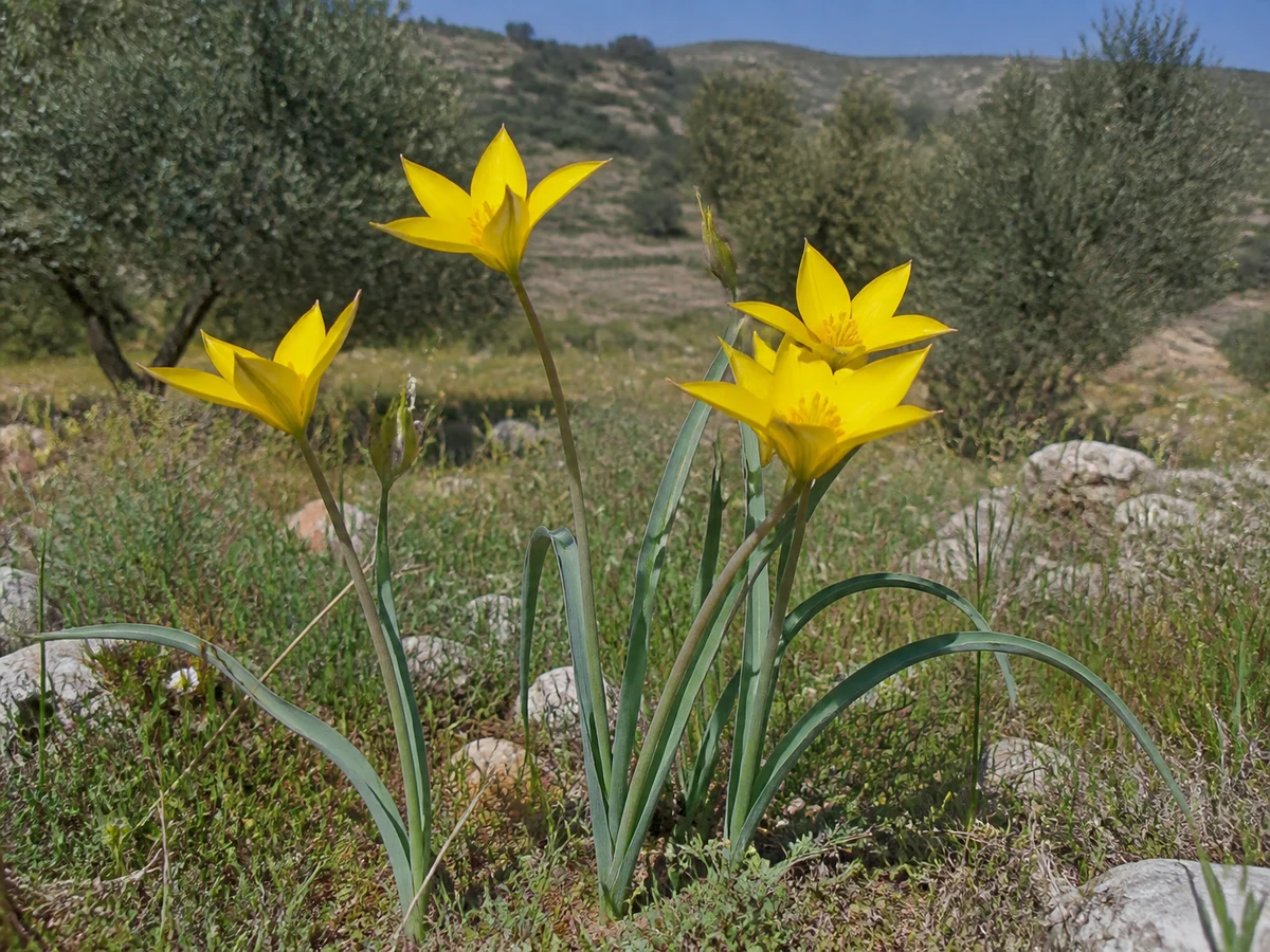 Prancha botânica complementar de Tulipa-brava (Tulipa sylvestris subsp. australis) com caracteres de identificação e ciclo de vida