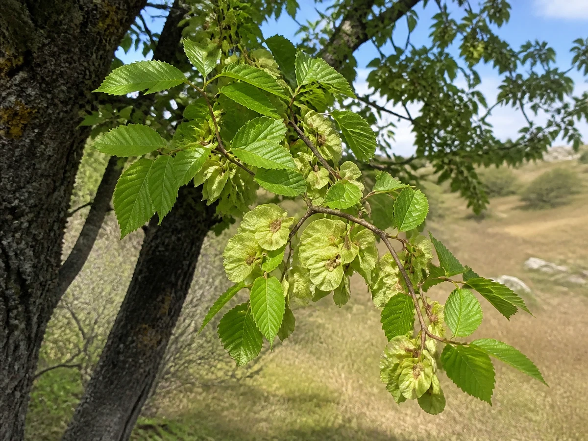 Prancha botânica complementar de Ulmeiro-campestre (Ulmus minor) com caracteres de identificação e ciclo de vida