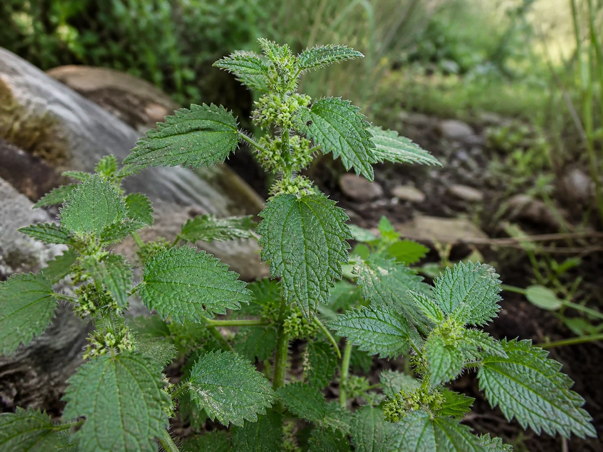 Prancha botânica complementar de Urtiga-menor (Urtica urens) com caracteres de identificação e ciclo de vida