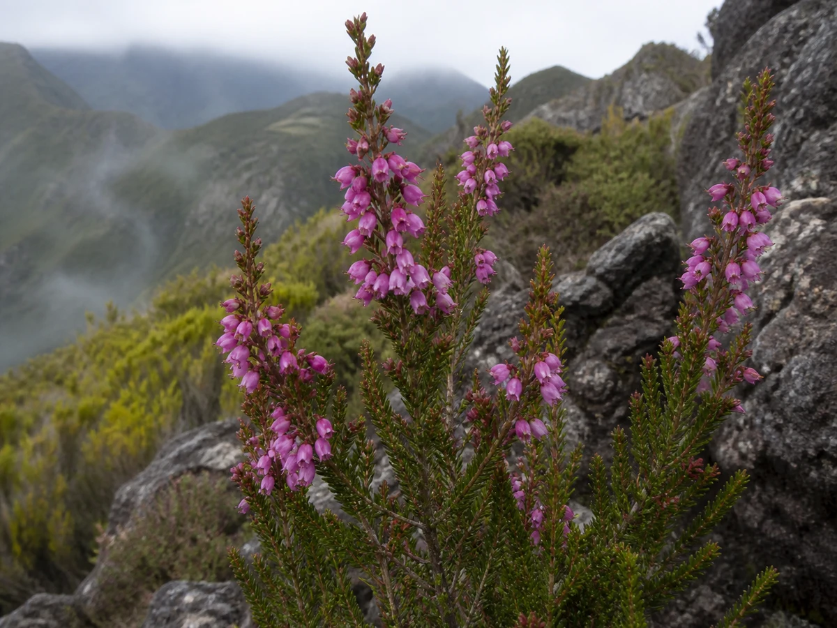 Prancha botânica complementar de Urze-da-Madeira (Erica platycodon subsp. maderincola) com caracteres de identificação e ciclo de vida