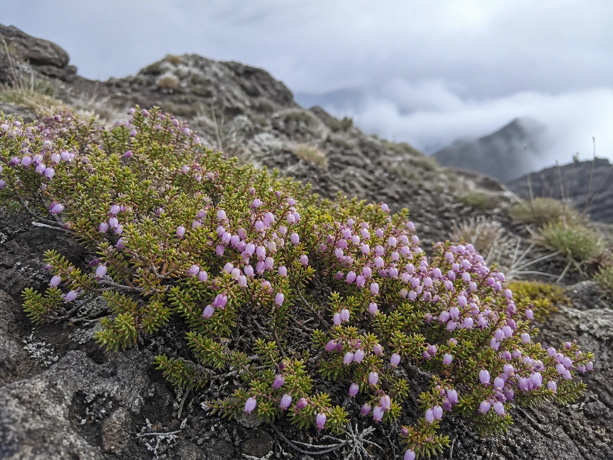Prancha botânica complementar de Urze-rasteira-da-Madeira (Erica maderensis) com caracteres de identificação e ciclo de vida