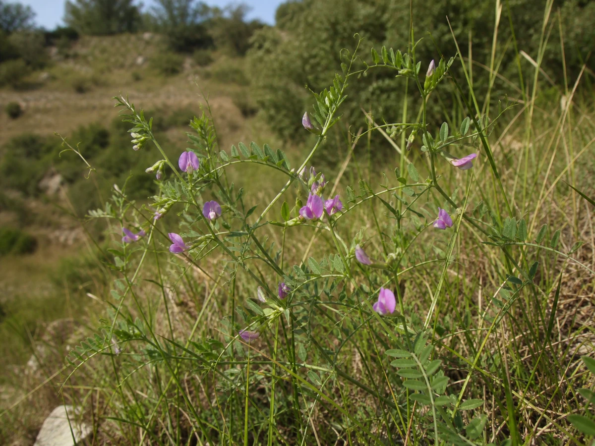 Prancha botânica complementar de Vicia costae (Vicia costae) com caracteres de identificação e ciclo de vida