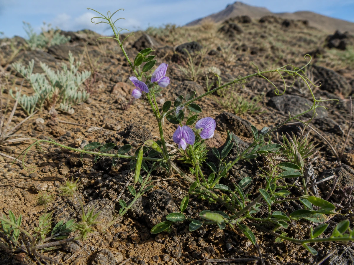 Prancha botânica complementar de Vicia ferreirensis (Vicia ferreirensis) com caracteres de identificação e ciclo de vida