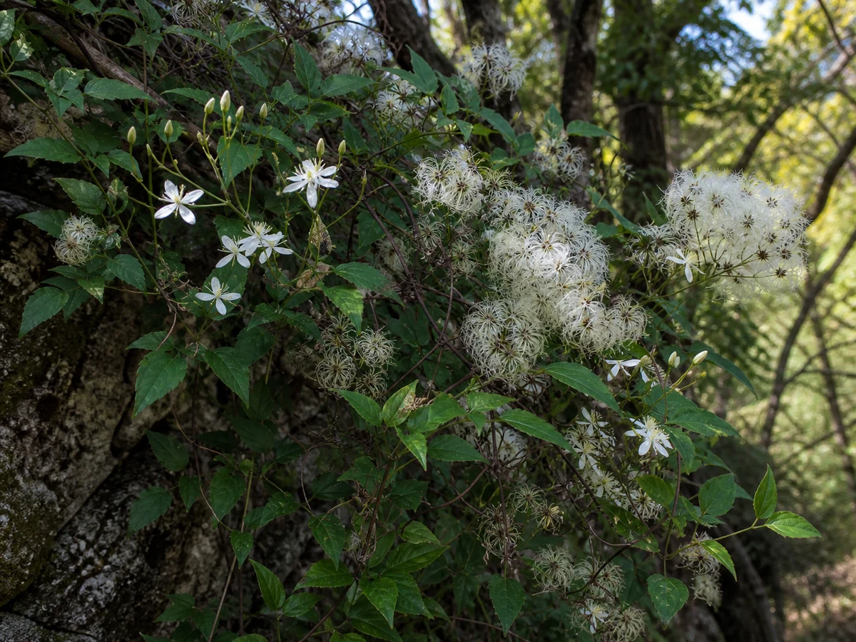 Prancha botânica complementar de Vide-branca (Clematis vitalba) com caracteres de identificação e ciclo de vida