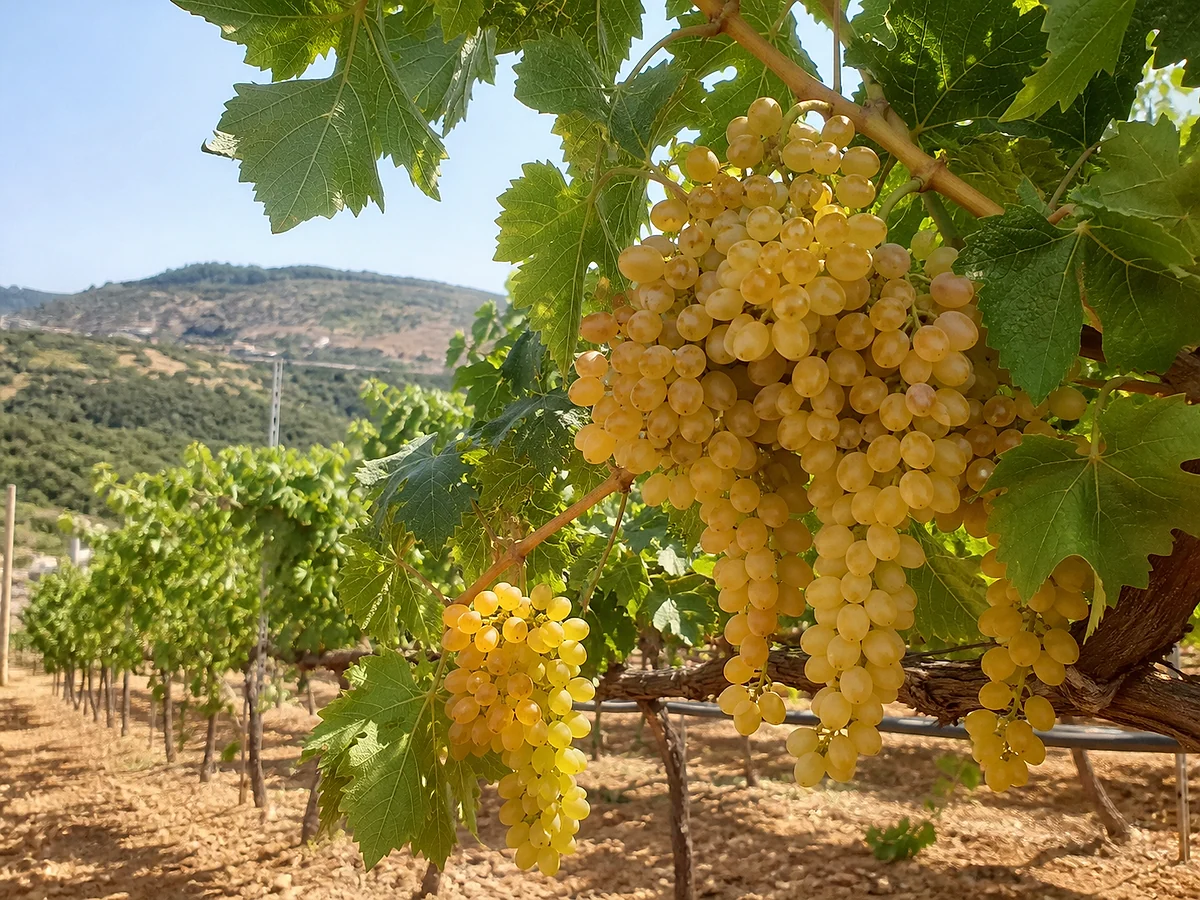 Prancha botânica complementar de Videira Moscatel-Graúdo (Vitis vinifera 'Moscatel-Graúdo') com caracteres de identificação e ciclo de vida
