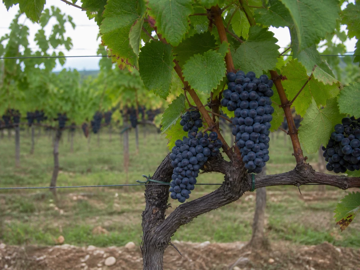 Prancha botânica complementar de Videira Pinot-Noir (Vitis vinifera 'Pinot-Noir') com caracteres de identificação e ciclo de vida