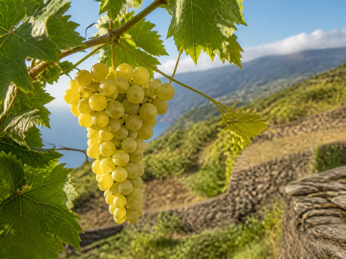 Prancha botânica complementar de Videira Verdelho (Vitis vinifera 'Verdelho') com caracteres de identificação e ciclo de vida